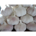 Chinesischer frischer Knoblauch 2015 neuer Ernte